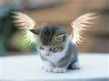 trops bo mon chaton